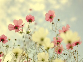 MySQL数据库安装教程